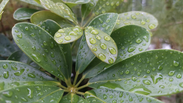 緑の葉の上の雨粒 - green tika ストックフォトと画像