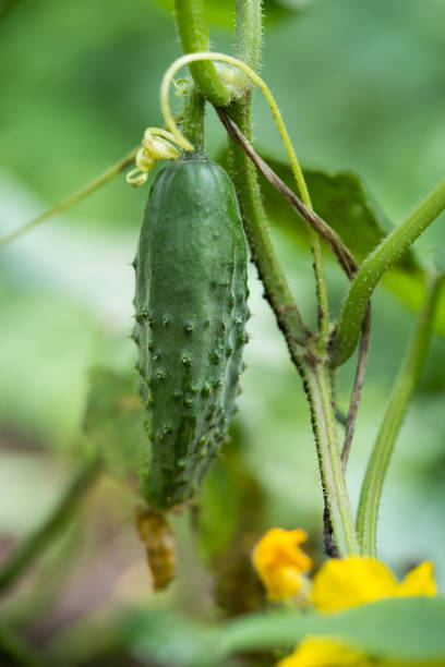 istock fresh green cucumbers grow in a greenhouse 1596445468