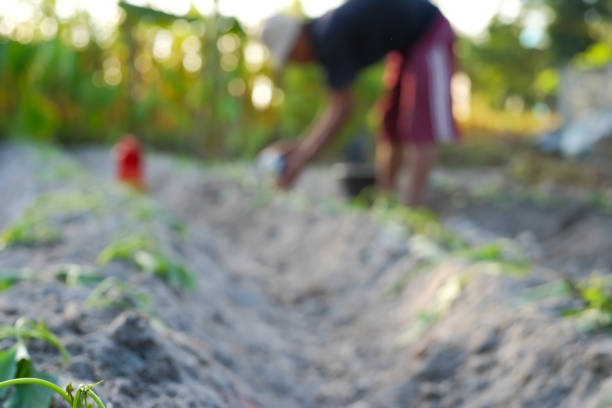 Blurred background of Farmer watering crops in summer