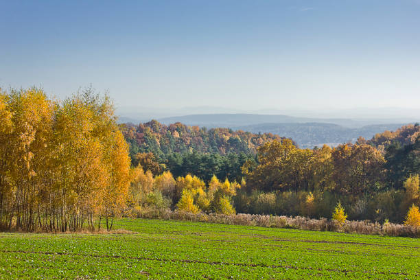 istock Autumn landscape with a field 1596459983