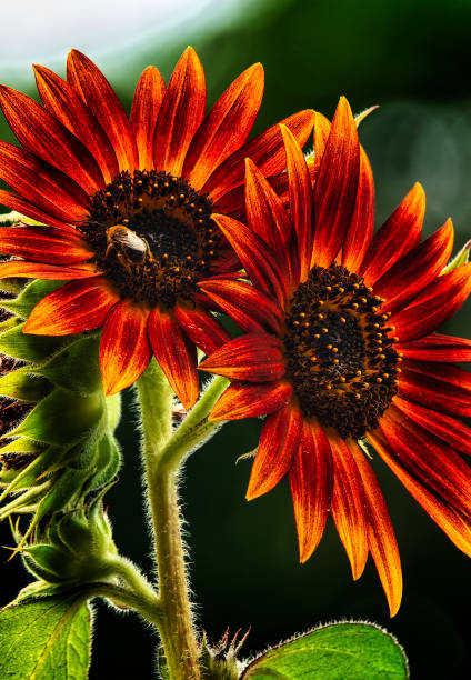 istock Sunflowers in a summer garden 1596462130