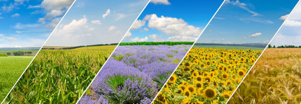 istock Green field and blue sky with light clouds. Collage.Wide photo. 1596468021