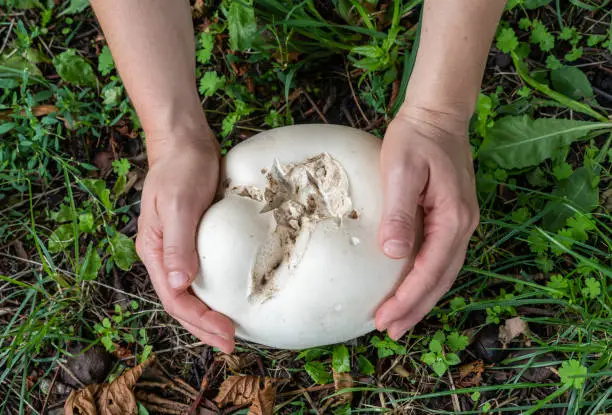 Giant puffball mushroom in hands