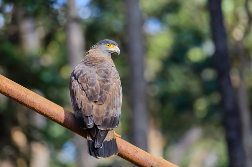 Serpent Eagle guarding the gate to a forest and looking back at the camera