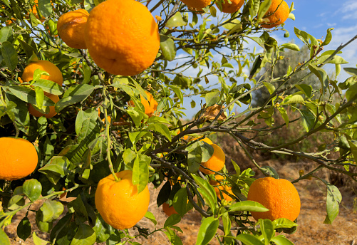 Ripe oranges grow on a tree