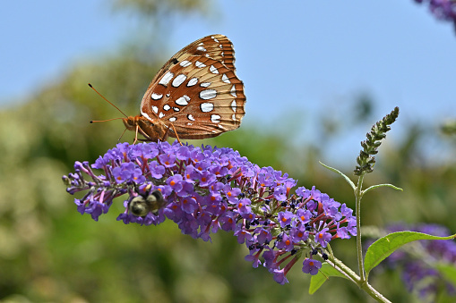 Great spangled fritillary (Speyeria cybele) on butterfly bush (Buddleia davidii), summer, Connecticut