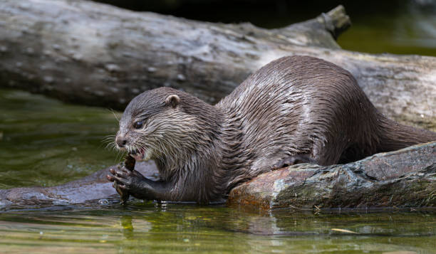 lontra oriental de garras curtas sentada na rocha comendo marisco com as duas mãos - oriental short clawed otter - fotografias e filmes do acervo