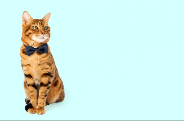 istock A cute red cat sits in a bow tie on a turquoise background. 1596492253