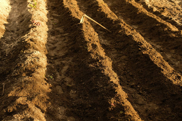 istock Loose soil before planting vegetables, agriculture 1596501578