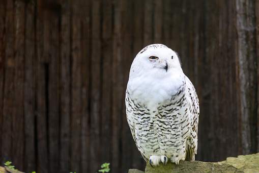 A view of a snowy owl on a stone