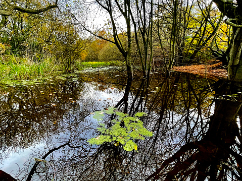 Hollow Ponds in Epping Forest