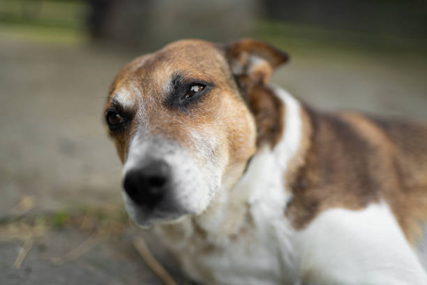 istock a sad dog is lying down outdoors 1596514546