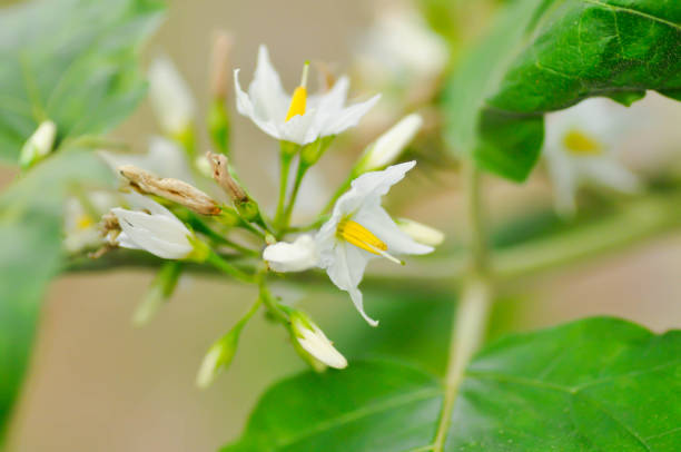 istock devils fig, Medthai or  SOLANACEAE or Pea aubergine or pea eggplant or Shoo shoo bush or Solanum ficifolium Ortega or  Solanum mayanum Lundell or Solanum torvum Sw or turkey berry or Wild eggplant 1596522662
