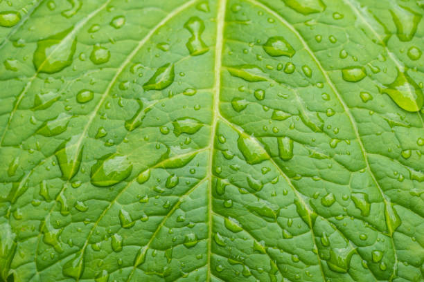 istock beautiful droplets after rain on a green leaf 1596546090