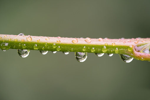 close-up of water droplets on a plant stem
