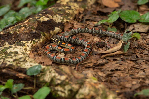 istock Twin-barred tree snake in national park Thailand 1596566519