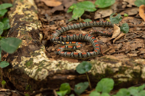 istock Twin-barred tree snake in national park Thailand 1596567066