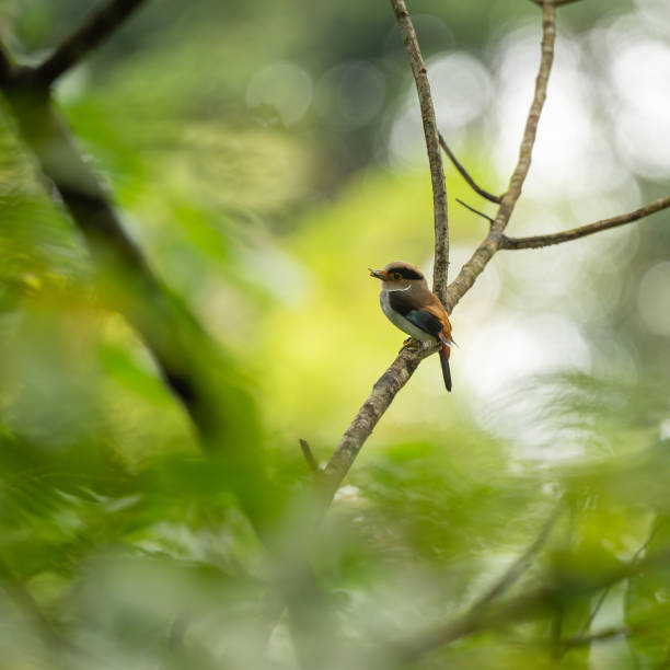 istock Silver-breasted Broadbill are feeding baby in bird net 1596567081