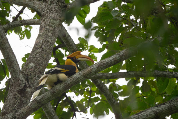 istock Buceros bicornis hornbill are feeding on tree in Thailand 1596567092