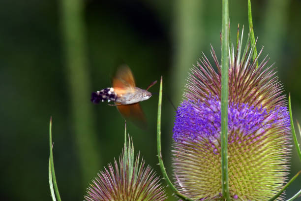istock The hummingbird hawk-moth (Macroglossum stellatarum) feeding on wild teasel (Dipsacus fullonum) flowers 1596570253