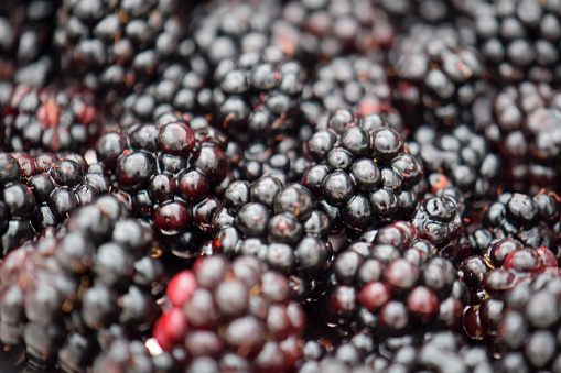 Black elderberry close-up, macro photo