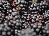 Freshly foraged wild blackberries close up. Abstract monochrome macro