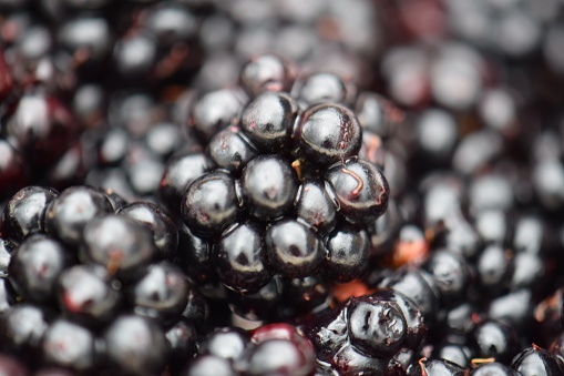 Freshly picked or foraged ripe, juicy purple wild blackberries. Healthy lifestyle vegan vegetarian food. Vitamins and dietary fibre. Abstract monochrome clustered spheres pattern and texture. Macro close up.