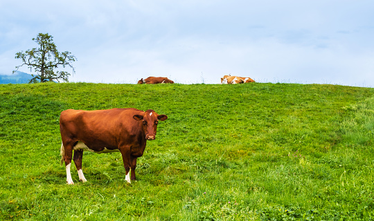 Brown cow looking in camera, herd resting on pasture in Alps mountains, Switzerland. Idyllic landscape with cute cows on green fresh grass in summer or early autumn. Copy space on right side.