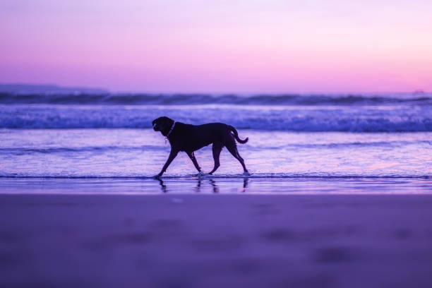 istock Black dog in water 1596587358