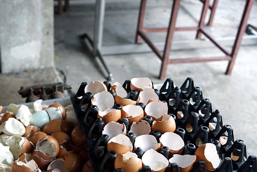 A lot of egg shells from did cooking in a egg panel in the food market.