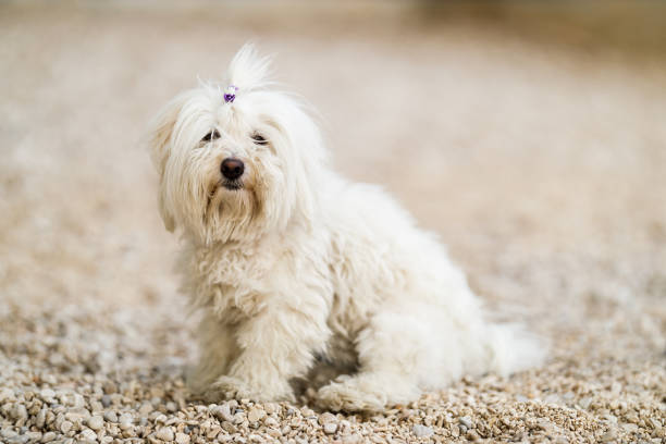 Young white Coton de Tulear dog sitting and enjoying sunny day on the beach.