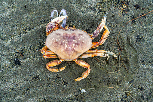 horseshoe crab on a sandy beach in Cocoa Beach, Fl