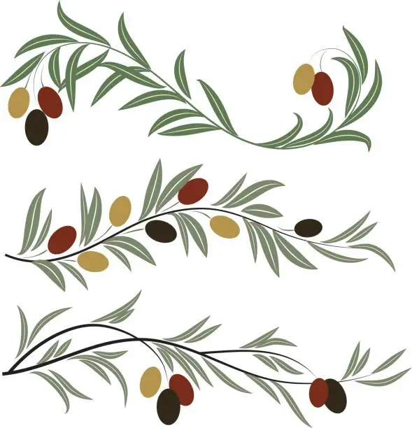 Vector illustration of Olive branches