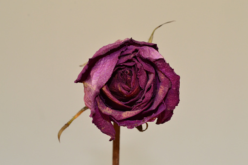 one faded pink rose on a gray background