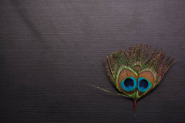 Top view of peacock feather on textured background
