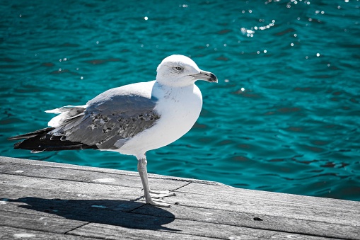 A closeup shot of a beautiful seagull on a seashore