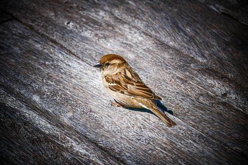 Sparrow on a log against a plain brown background.