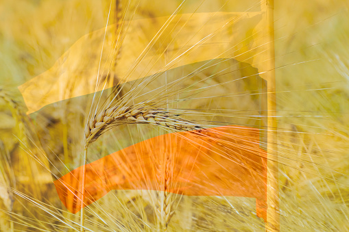 ear of wheat close-up. Wheat field. Harvest period. Russian flag. Close-up