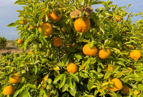 Bergamot and kaffir lime flowers on the bergamot tree, Bergamot medicinal plants with many benefits.