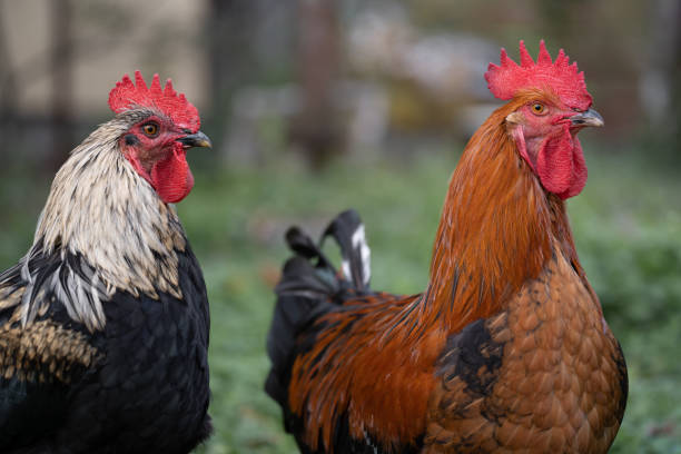 istock beautiful chickens and roosters outdoors in the yard. 1596677233