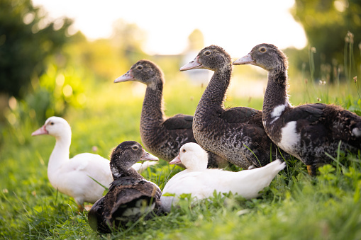 a group of beautiful little ducks are grazing in a pasture