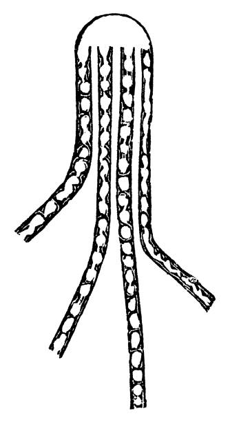 ヒト軸索神経線維と微小管の医学的イラスト - 19世紀 - activity axon biology biomedical illustration点のイラスト素材／クリップアート素材／マンガ素材／アイコン素材
