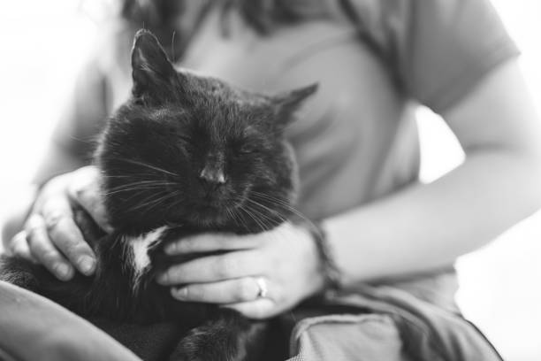 istock a man holds a black cat in his hands 1596692401