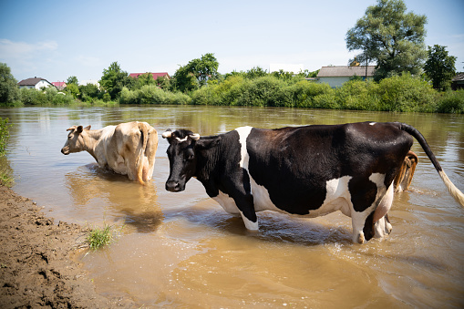cows bathe in the river near the village in hot summer