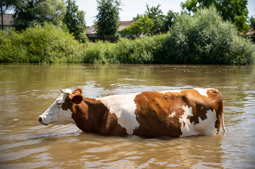 cows bathe in the river near the village in hot summer