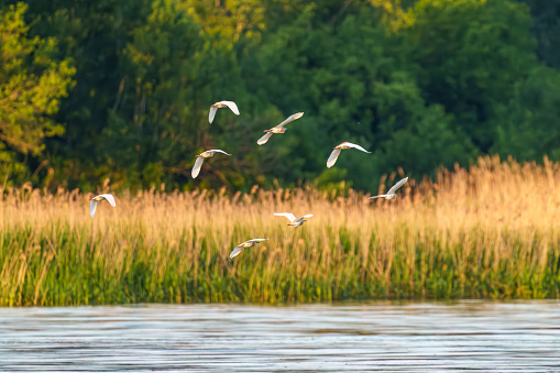 picture of Ardeola ralloides taken in flight