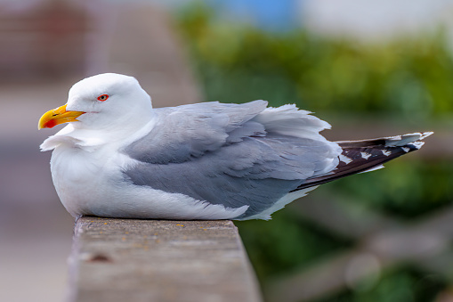 Seagull bird natural and beautiful