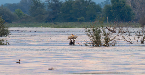 istock Pelicans near Lake Kerkini, Greece. 1596706801