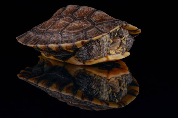 Vietnamese pond turtle stock photo