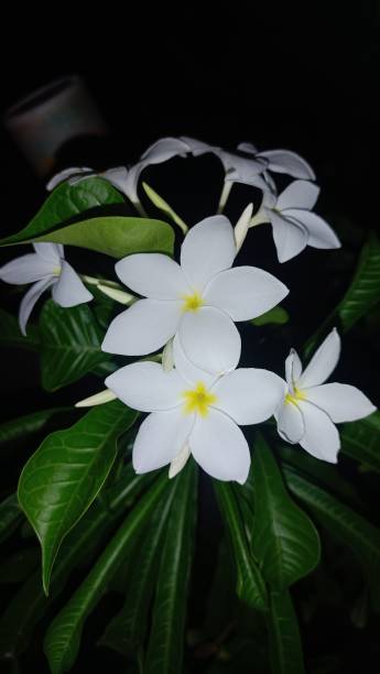 istock Painted flowers in our garden 1596712555